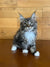 Fluffy Maine Coon kitten with white paws and alert expression, perfect for cuddles