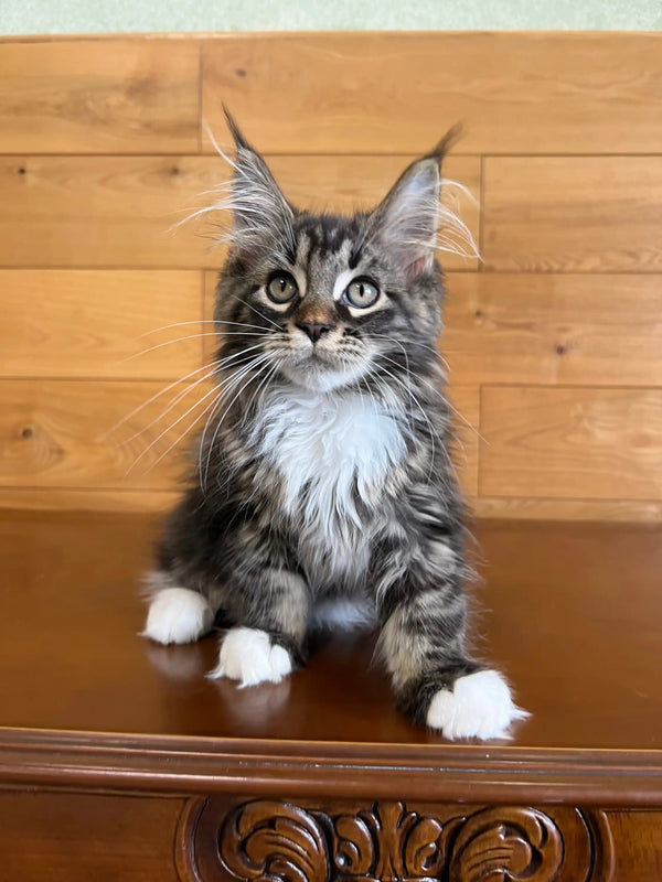 Fluffy gray and white Maine Coon kitten with ear tufts, perfect for Joshua | Maine Coon Kitten