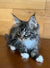 Long-haired Maine Coon kitten with tufted ears and white paws, named Joshua