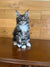 Fluffy gray and white Maine Coon kitten Joshua with cute ear tufts