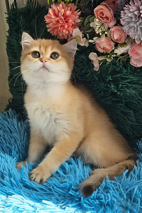 Joss | british shorthair kitten