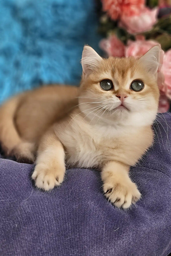 Joss | british shorthair kitten