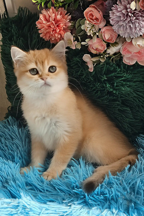 Joss | british shorthair kitten