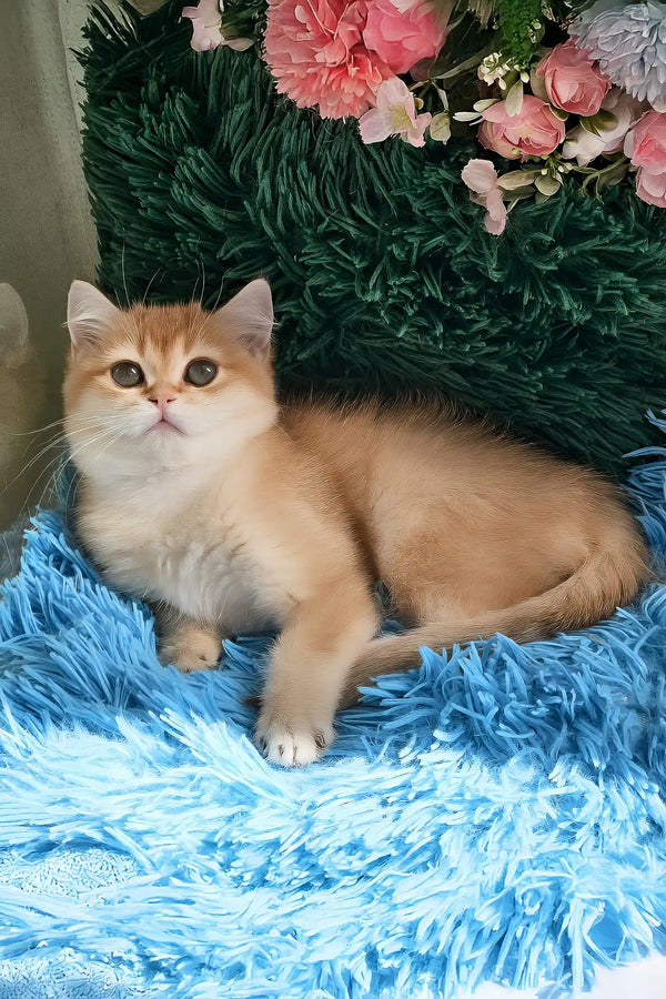 Joss | british shorthair kitten