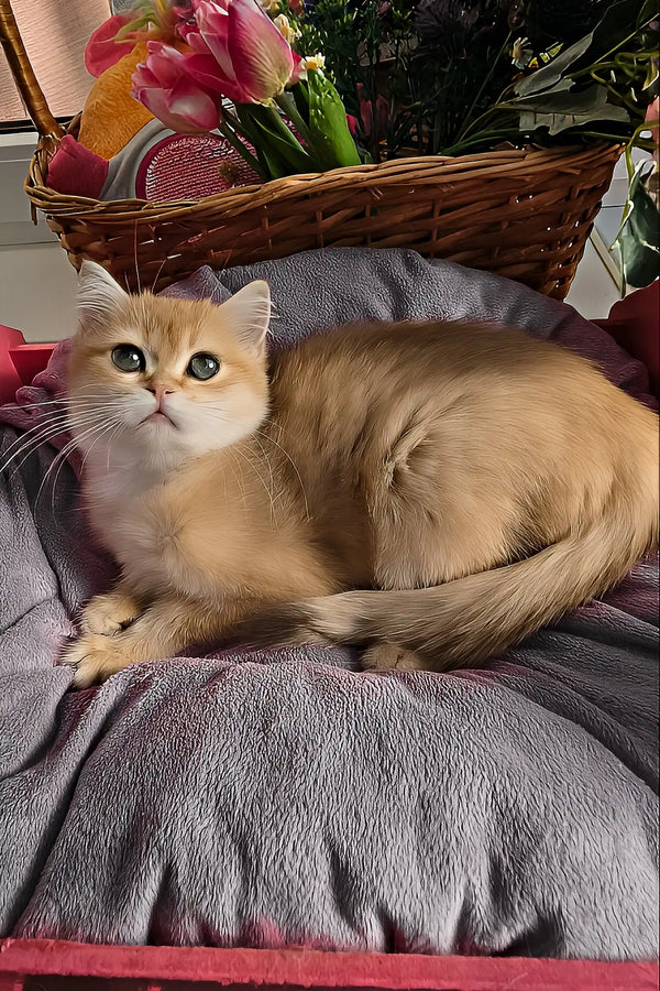 Joss | british shorthair kitten