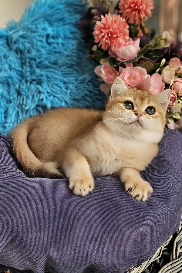 Joss | british shorthair kitten