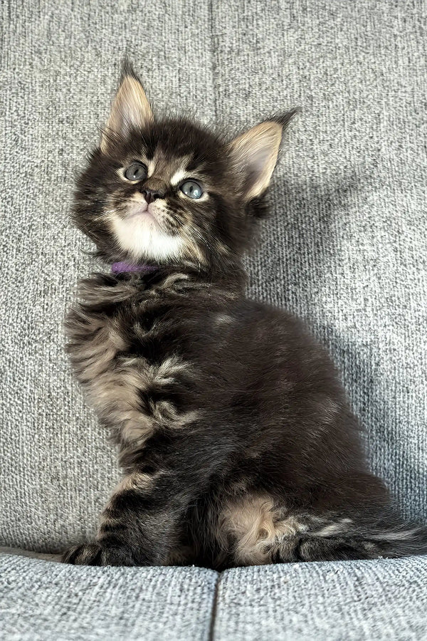 Jovan | maine coon kitten