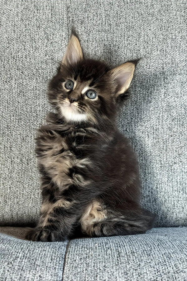 Jovan | maine coon kitten