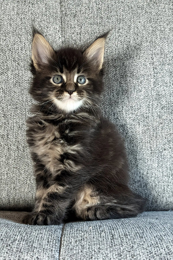 Jovan | maine coon kitten