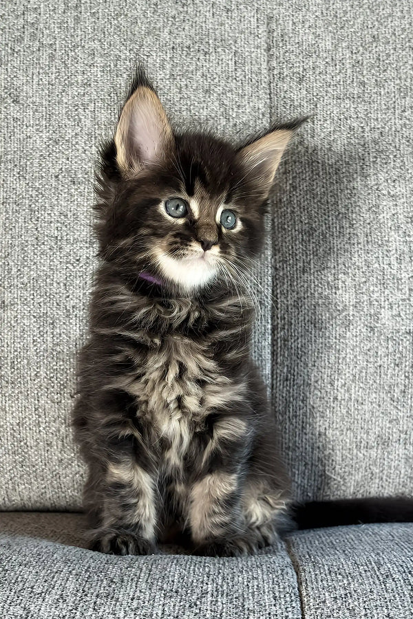 Jovan | maine coon kitten