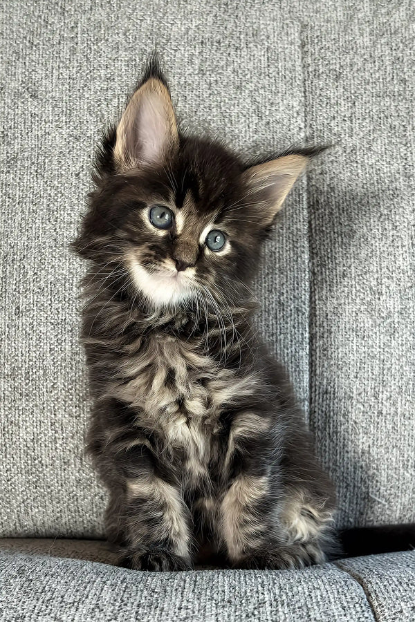 Jovan | maine coon kitten
