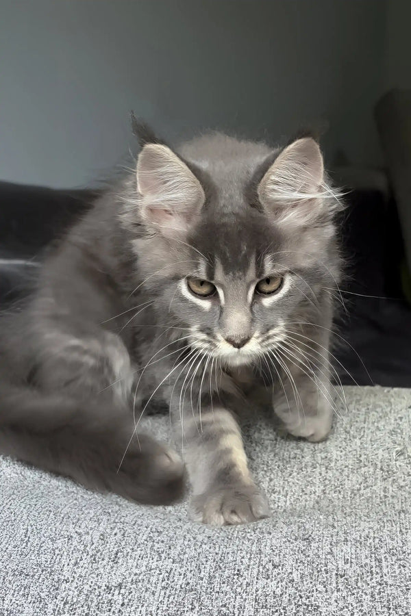 Jovana | maine coon kitten