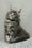 Jovana | Maine Coon Kitten