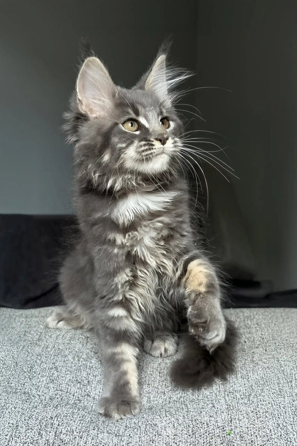 Jovana | maine coon kitten