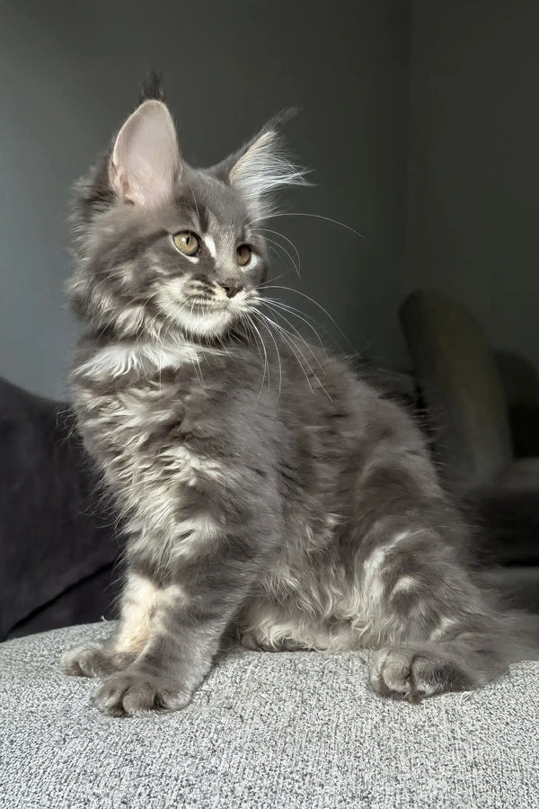 Jovana | maine coon kitten