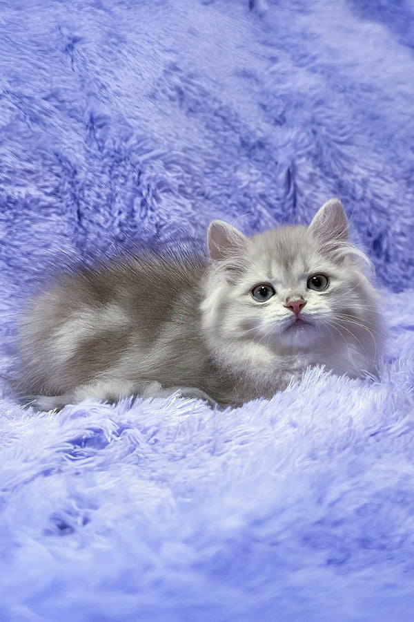 Joy | british longhair kitten