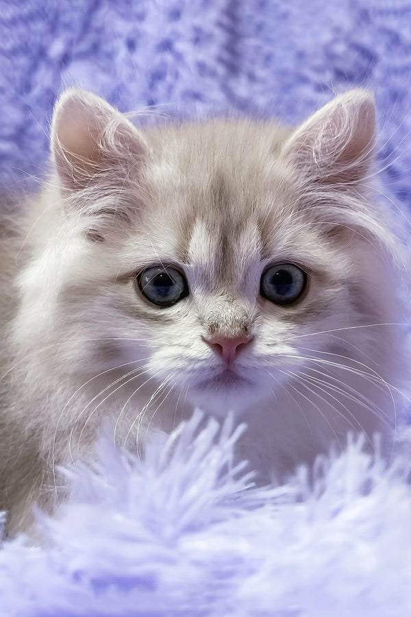 Joy | british longhair kitten