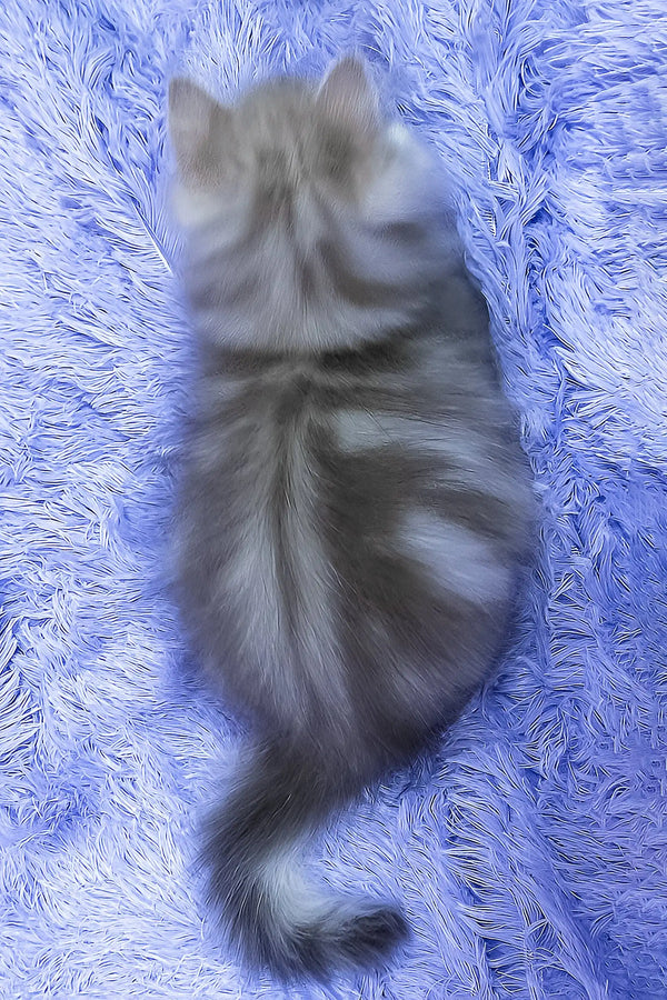 Joy | british longhair kitten