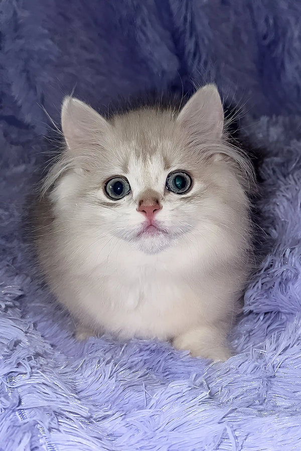 Joy | british longhair kitten