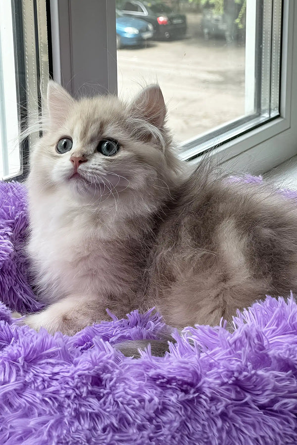 Joy | british longhair kitten