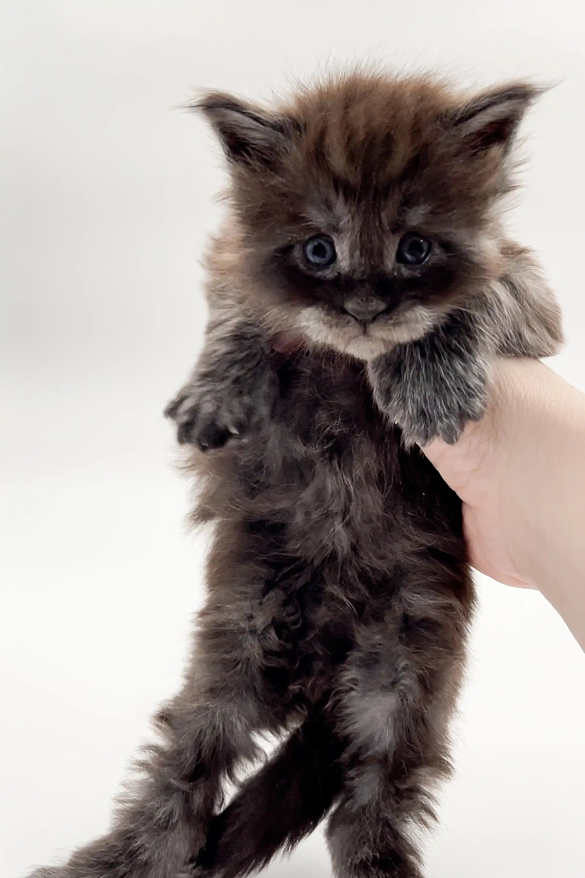Maine Coon Kittens for Sale Joy | Polydactyl Kitten
