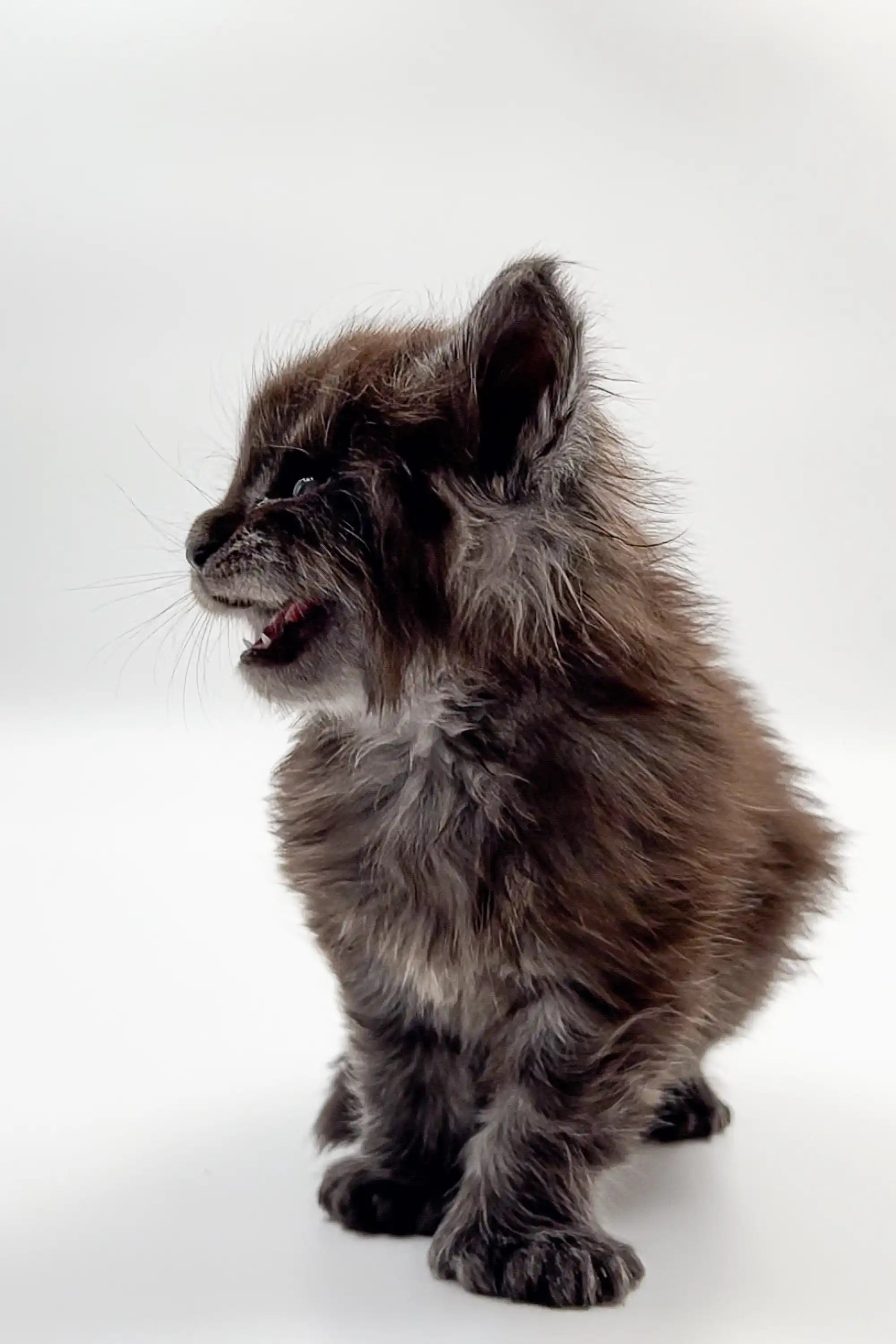 Maine Coon Kittens for Sale Joy | Polydactyl Kitten