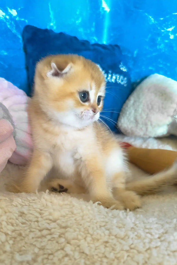 Joy | scottish fold kitten