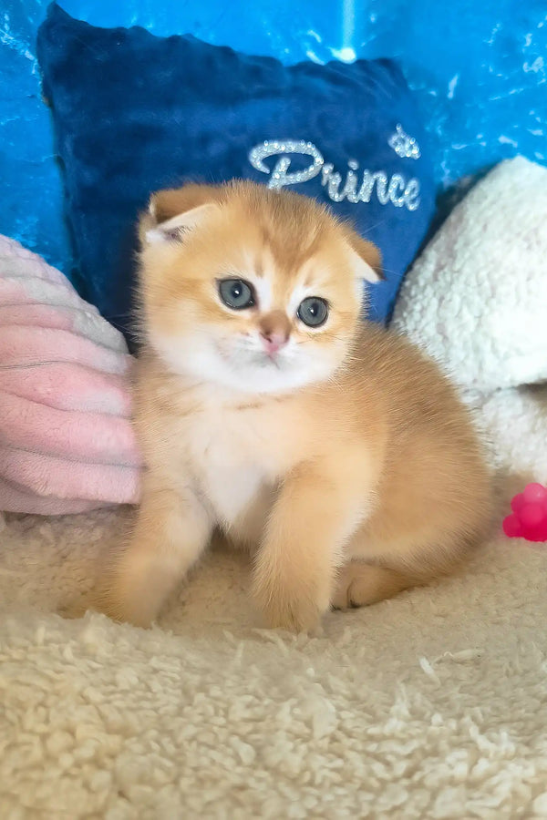 Joy | scottish fold kitten