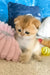 Joy | scottish fold kitten