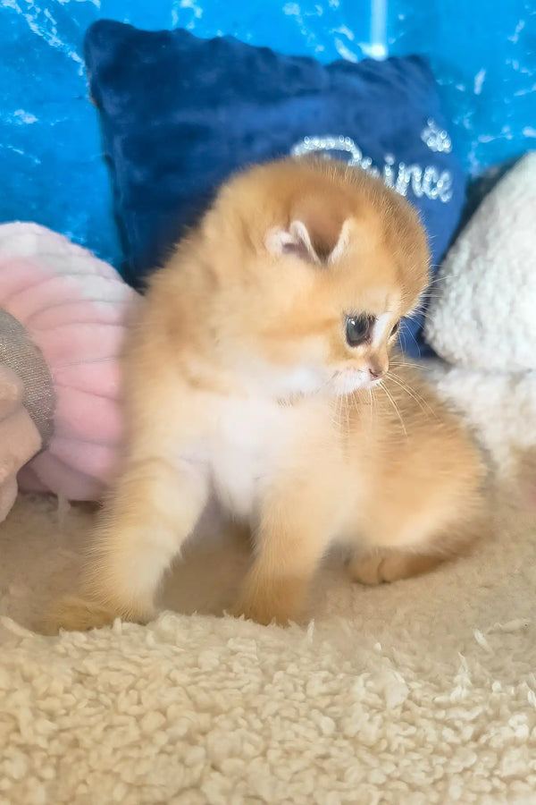 Joy | scottish fold kitten