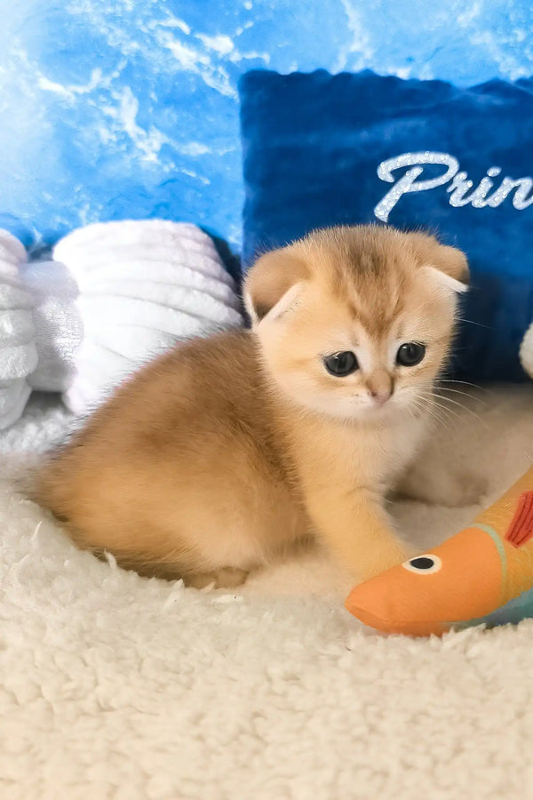 Joy | scottish fold kitten