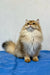 Fluffy golden Judd, a charming British Longhair Kitten for pet lovers