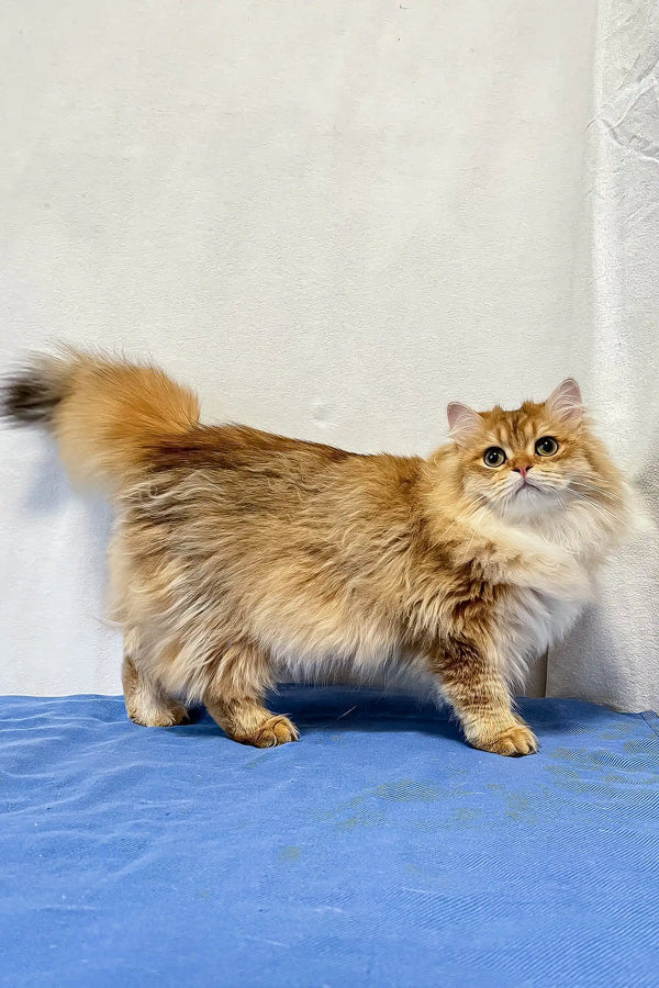 Golden long-haired cat from Judd, the adorable British Longhair Kitten