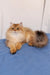 Golden long-haired British Longhair kitten named Judd looking adorable and fluffy