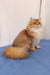 Golden long-haired cat Judd from the British Longhair Kitten collection