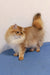 Adorable Golden long-haired cat named Judd from the British Longhair Kitten collection