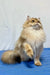 Golden long-haired Judd British Longhair Kitten with paw raised and playful expression