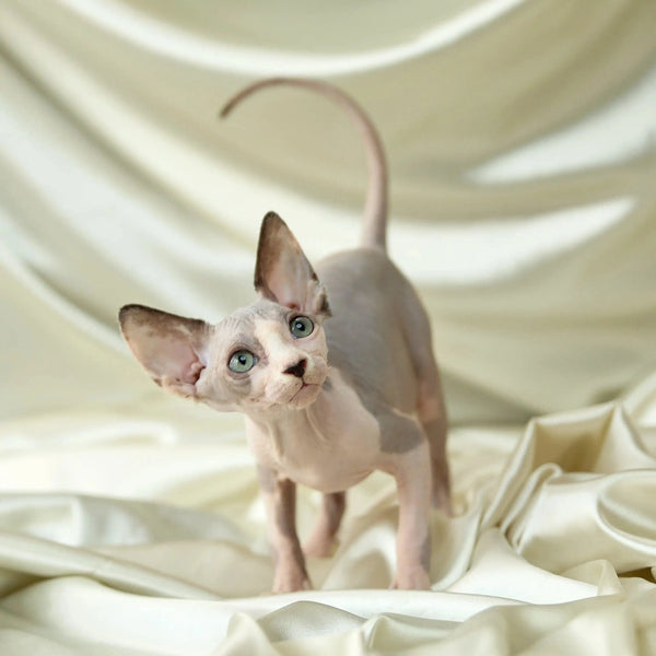 Hairless Sphynx Cats for Sale Judy | Kitten