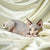 Hairless Sphynx Cats for Sale Judy | Kitten