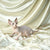 Hairless Sphynx Kitten named Judy with big ears on cream satin fabric