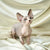 Adorable Hairless Sphynx kitten Judy with large ears, blue eyes perfect for your home