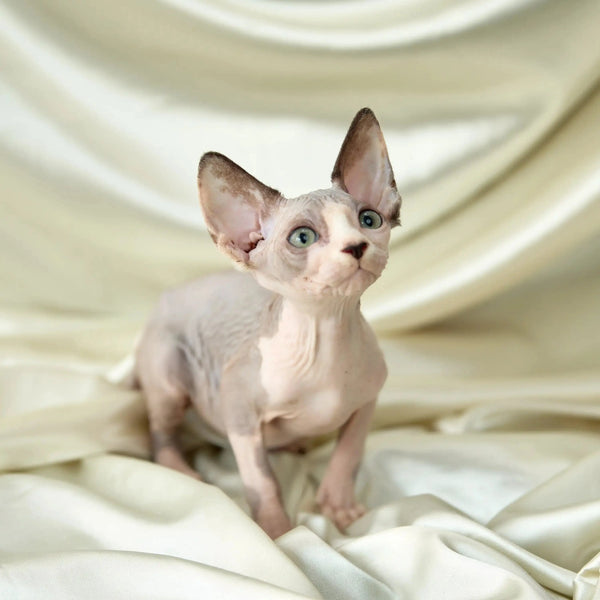 Adorable Hairless Sphynx kitten Judy with large ears, blue eyes perfect for your home