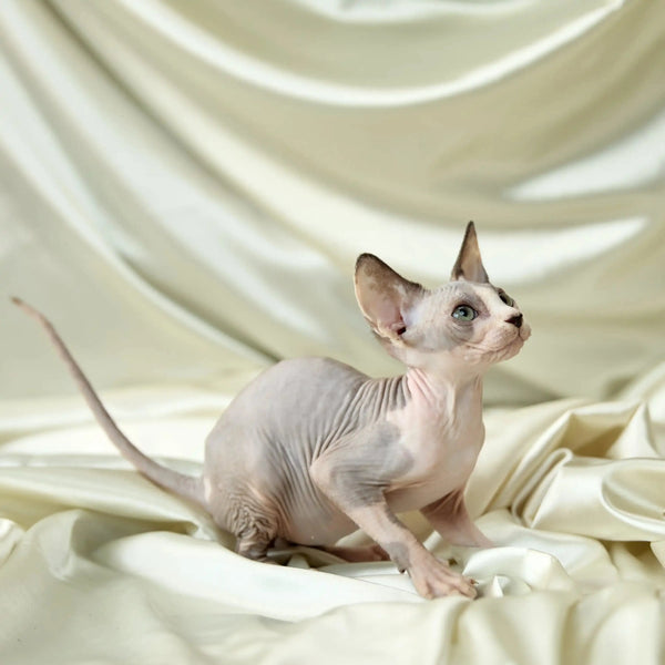 Adorable Hairless Sphynx kitten named Judy resting on cream fabric, perfect for pets lovers