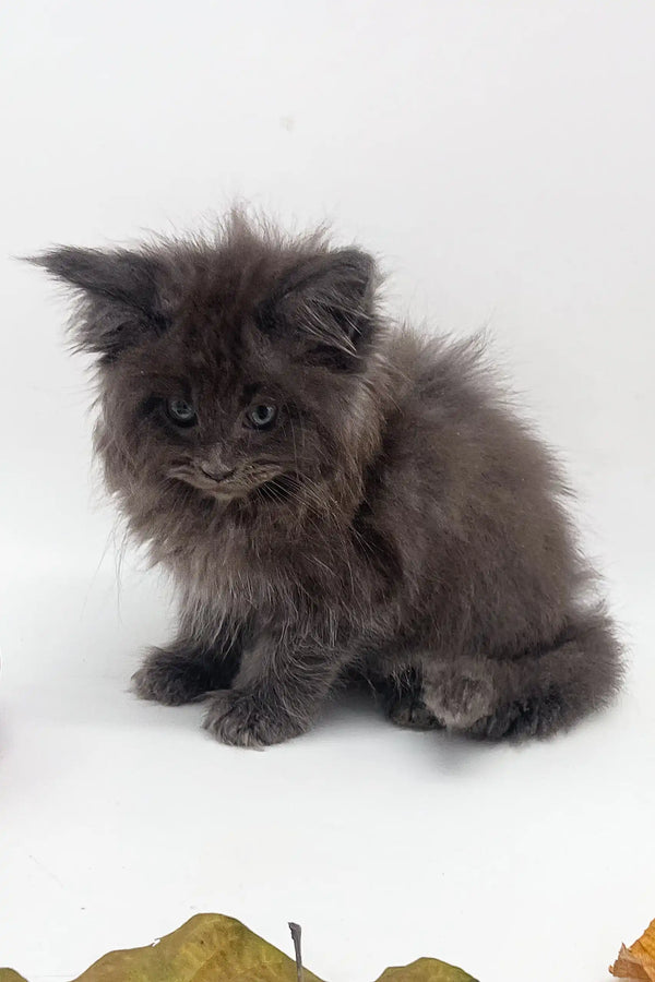 Fluffy gray kitten named Julia, the adorable Maine Coon cutie