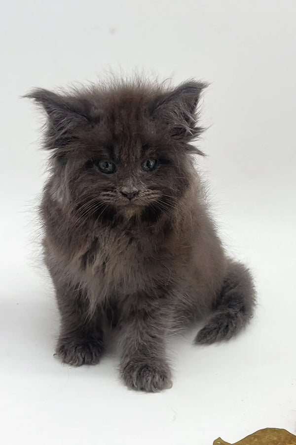 Fluffy gray kitten Julia from the Maine Coon breed looking adorable and playful