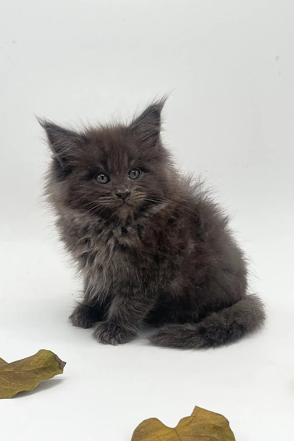 Fluffy gray kitten named Julia, a cute Maine Coon ready for cuddles and playtime
