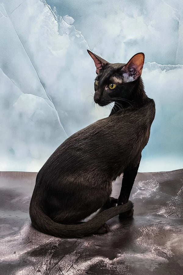 Julia | oriental kitten