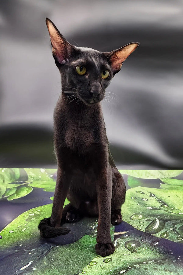 Julia | oriental kitten