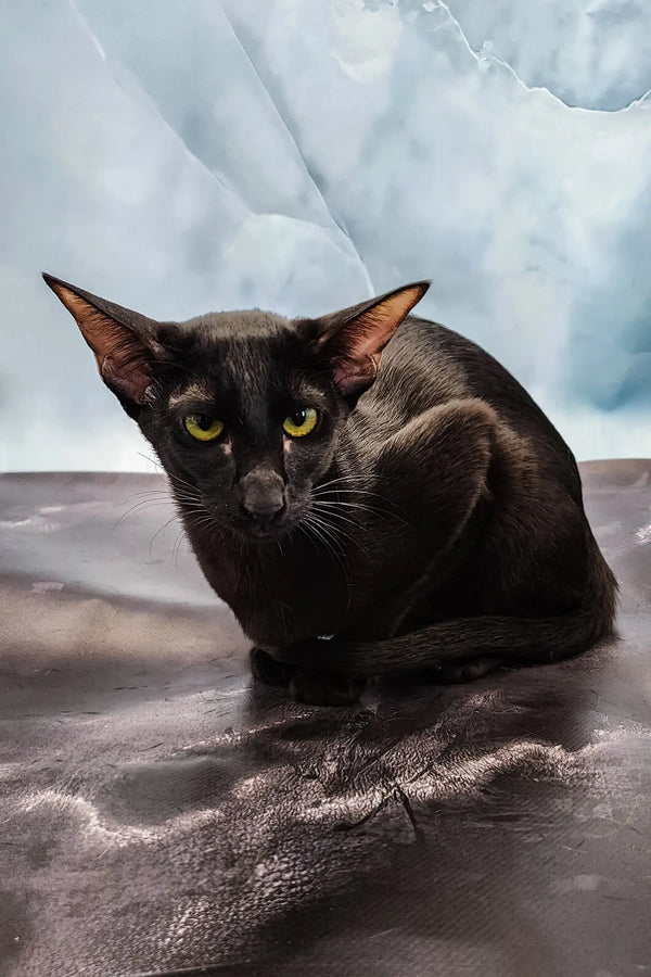 Julia | oriental kitten