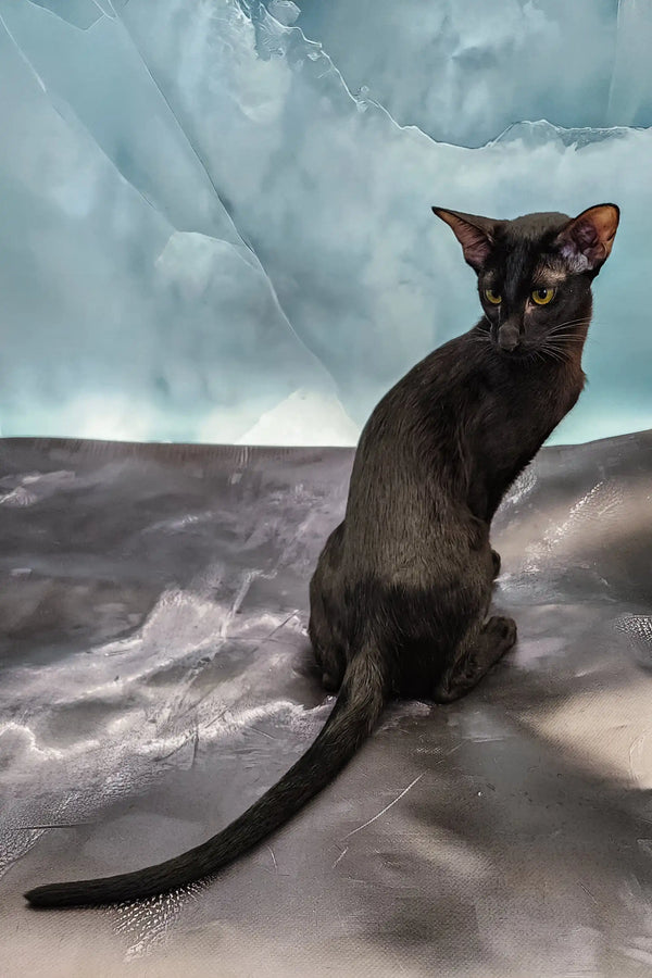 Julia | oriental kitten